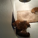 Byler's puppies