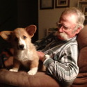 Cottonwood Corgis