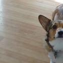 Cottonwood Corgis