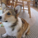 Cottonwood Corgis