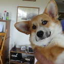 Cottonwood Corgis