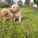 Tailtales Goldens