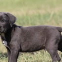 Summit City Cane Corso