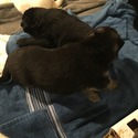 Snyder's German Shepherds