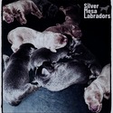 Silver Mesa Labradors