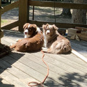 Double D’s Mini Aussies