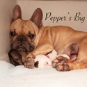 Pepper's Big Bullies French Bulldogs