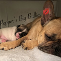 Pepper's Big Bullies French Bulldogs
