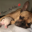 Pepper's Big Bullies French Bulldogs