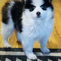 JDpomskies