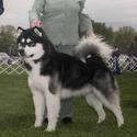 Owyhee Alaskan Malamutes