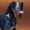 Wetapoltd Kennel