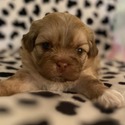 EVES SHIIHPOOHS AND SHIHTZU