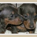 Mini Weenie Dogs