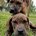 Euphoria Dogs LLC