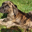 Euphoria Dogs LLC