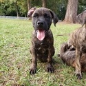 Euphoria Dogs LLC