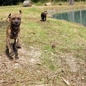Euphoria Dogs LLC