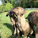 Euphoria Dogs LLC