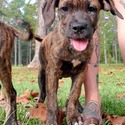 Euphoria Dogs LLC