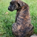 Euphoria Dogs LLC