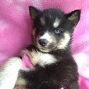 Blue Eyed Louisiana Huskies in the Ruff, LLC