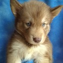 Blue Eyed Louisiana Huskies in the Ruff, LLC