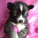 Blue Eyed Louisiana Huskies in the Ruff, LLC