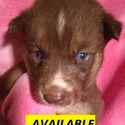 Blue Eyed Louisiana Huskies in the Ruff, LLC