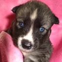 Blue Eyed Louisiana Huskies in the Ruff, LLC