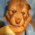 Blue Eyed Louisiana Huskies in the Ruff, LLC