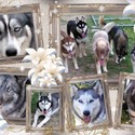 Blue Eyed Louisiana Huskies in the Ruff, LLC