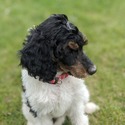 Doodle Belle Puppy