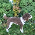 Doodle Belle Puppy