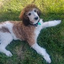 Doodle Belle Puppy