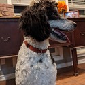 Doodle Belle Puppy