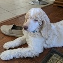 Doodle Belle Puppy
