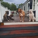 S & T Kennels