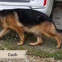 Blackjack's German Shepherds