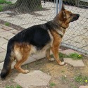 Blackjack's German Shepherds