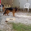 Blackjack's German Shepherds