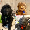 Boss Lady's Bernedoodles