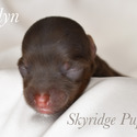 Skyridge puppies