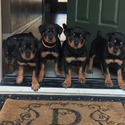 goodwillrottiehomes