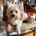 Sandcastle Labradoodles