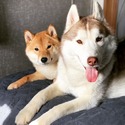 Dakine Siberian Huskies and Shiba Inus