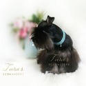 Tara's Schnauzers
