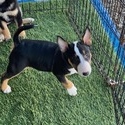 Dakine Miniature Bull Terriers and Shiba Inus