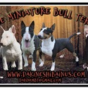 Dakine Miniature Bull Terriers and Shiba Inus