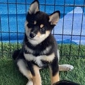 Dakine Miniature Bull Terriers and Shiba Inus